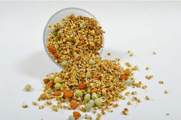 sprouted pulses are healthier for you