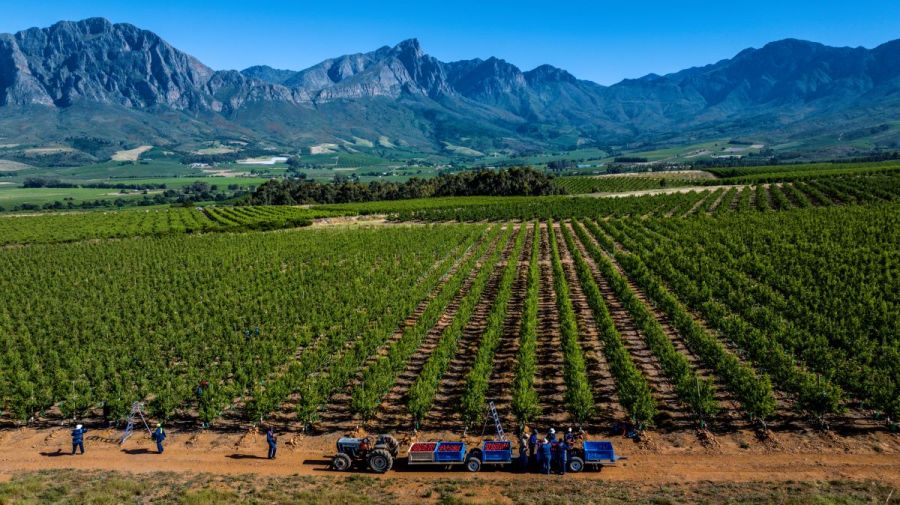 South African peaches, plums and nectarines world-class agronomy