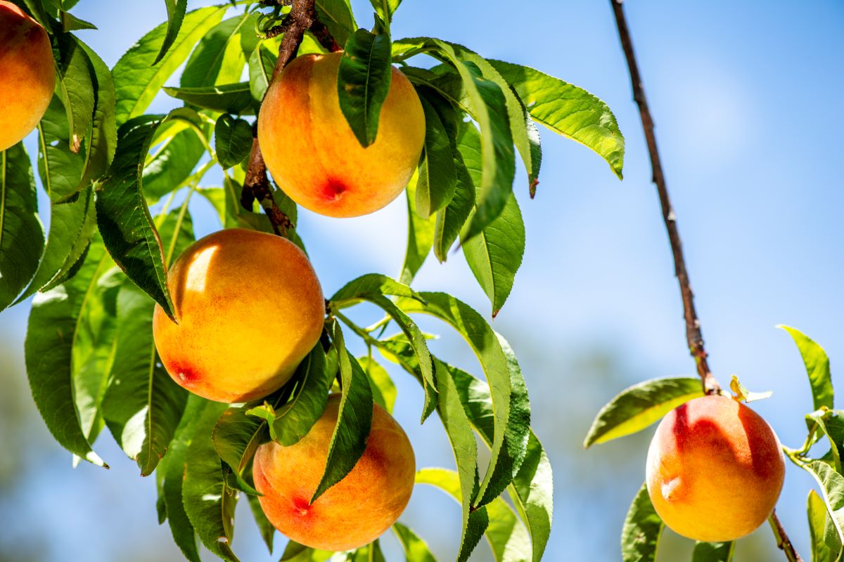 3 South African Stone Fruit Recipes for a Winter Health Boost