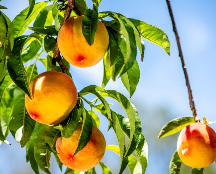 south african stone fruit