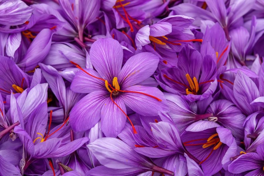 purple saffron flowers