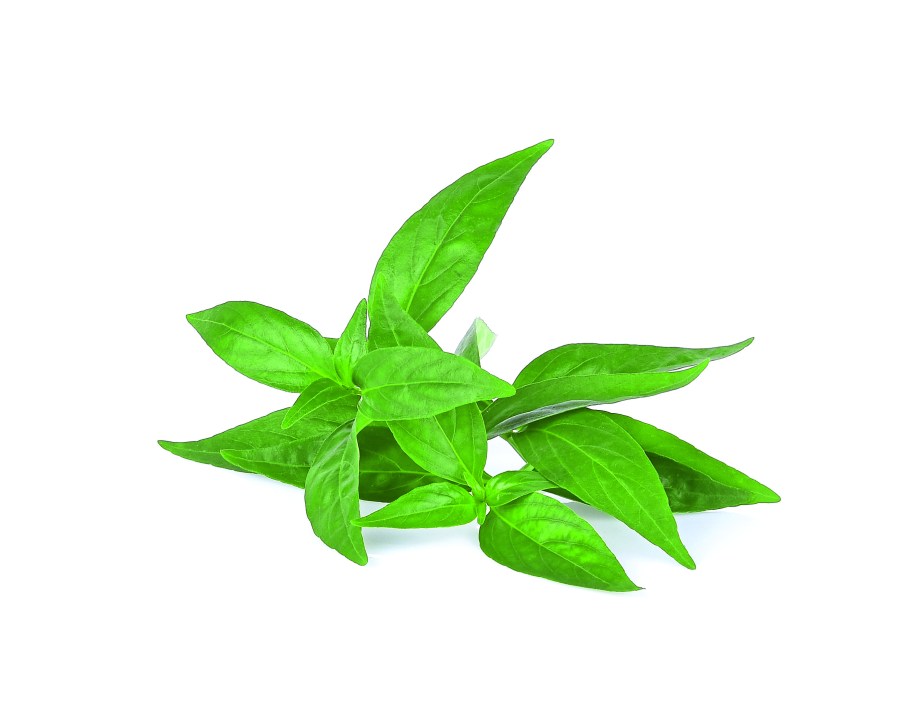 Andrographis paniculata leaf on white background