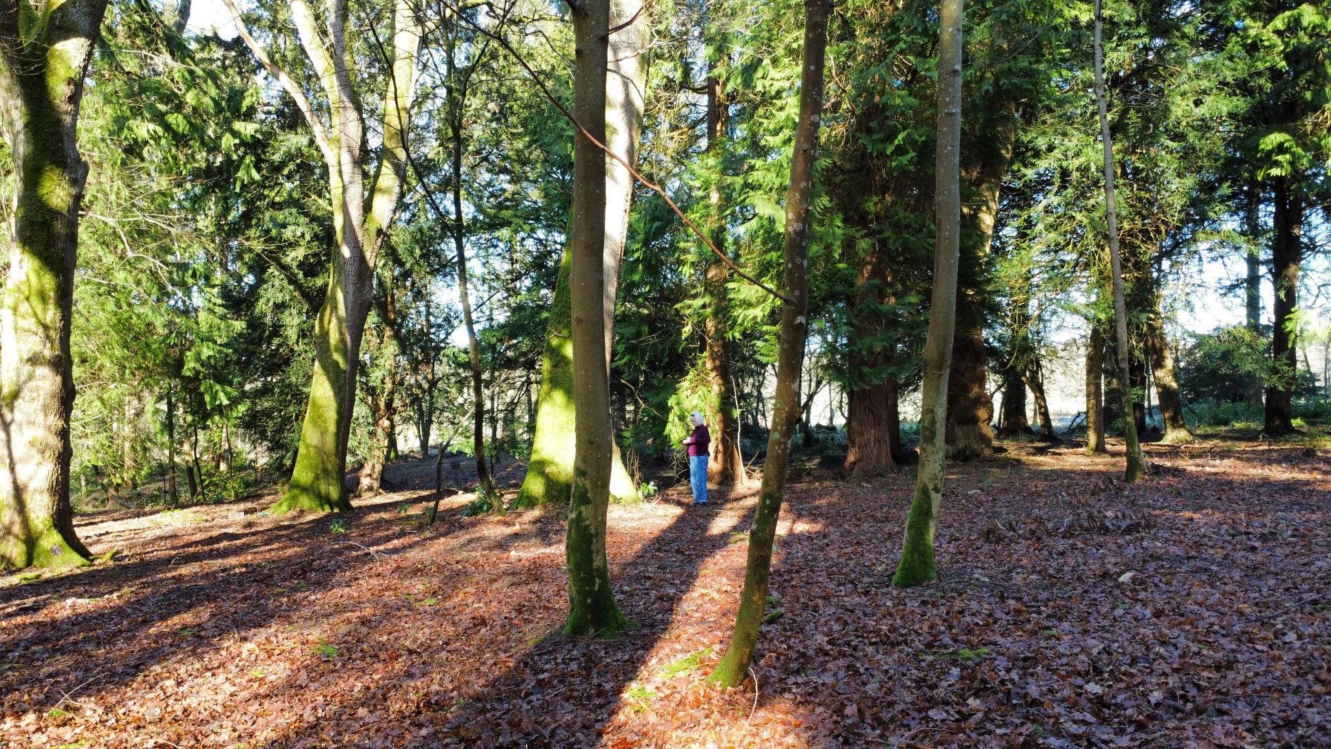 Armathwaite Hall Hotel and Spa forest bathing