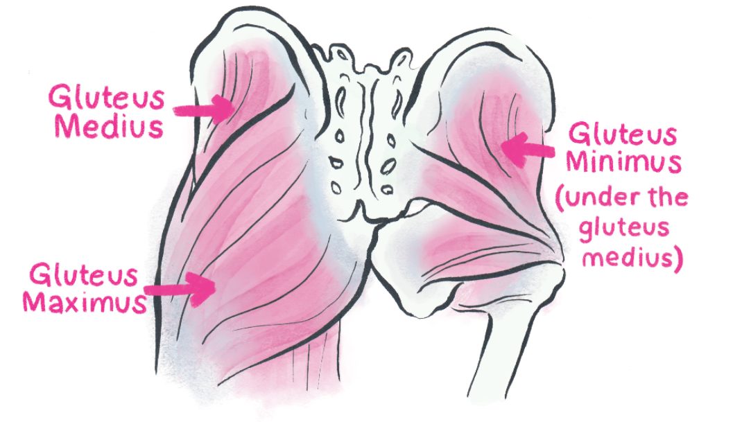 glute muscles