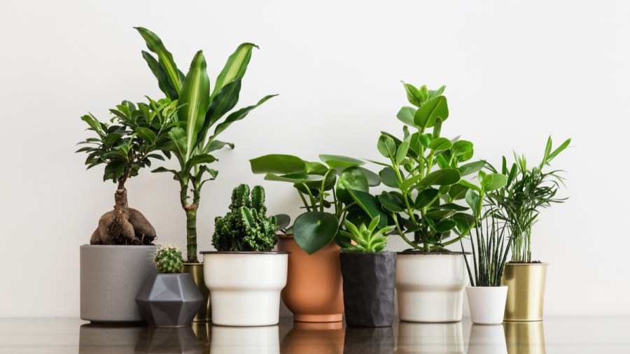 low maintenance houseplants for beginners