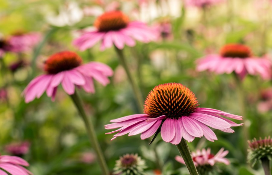 echinacea immune boost colds flu