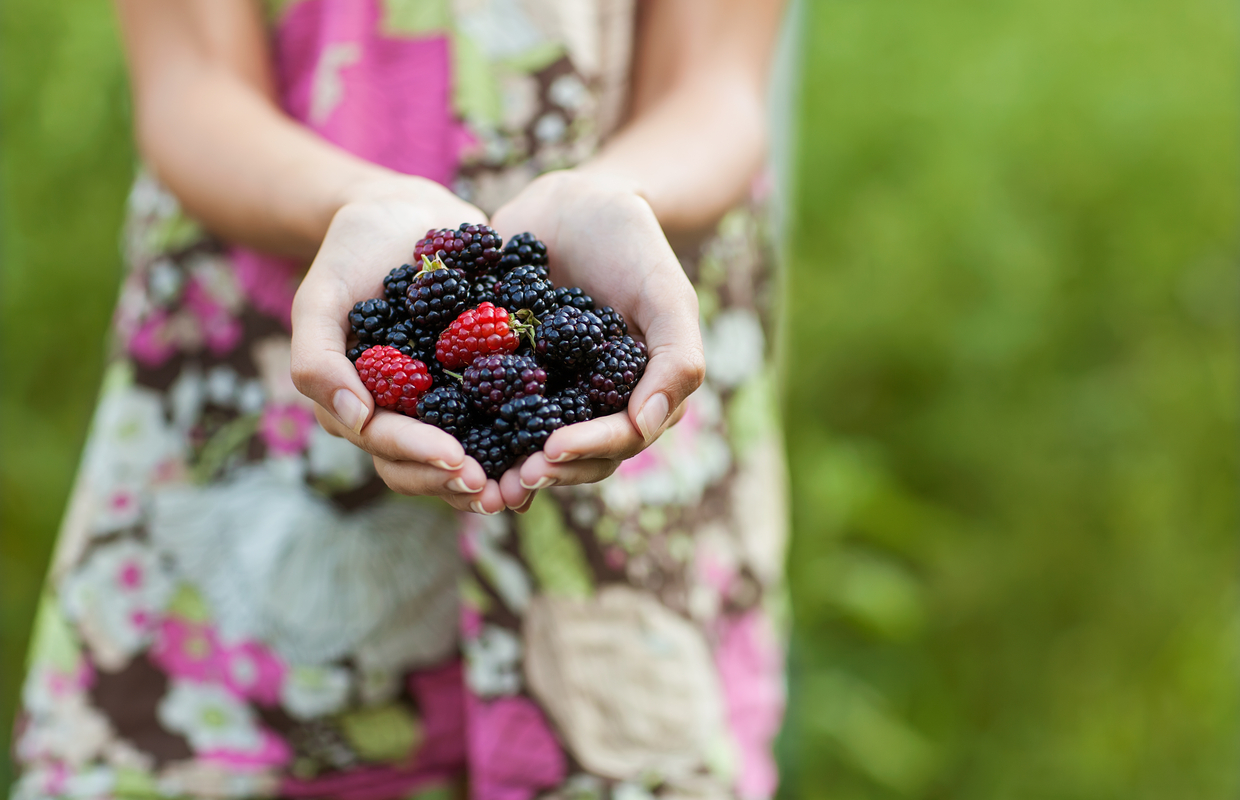 Blackberry picking season 5 health benefits of blackberries Top Sante