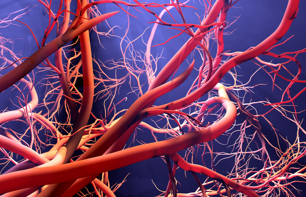 blood vessels menopause