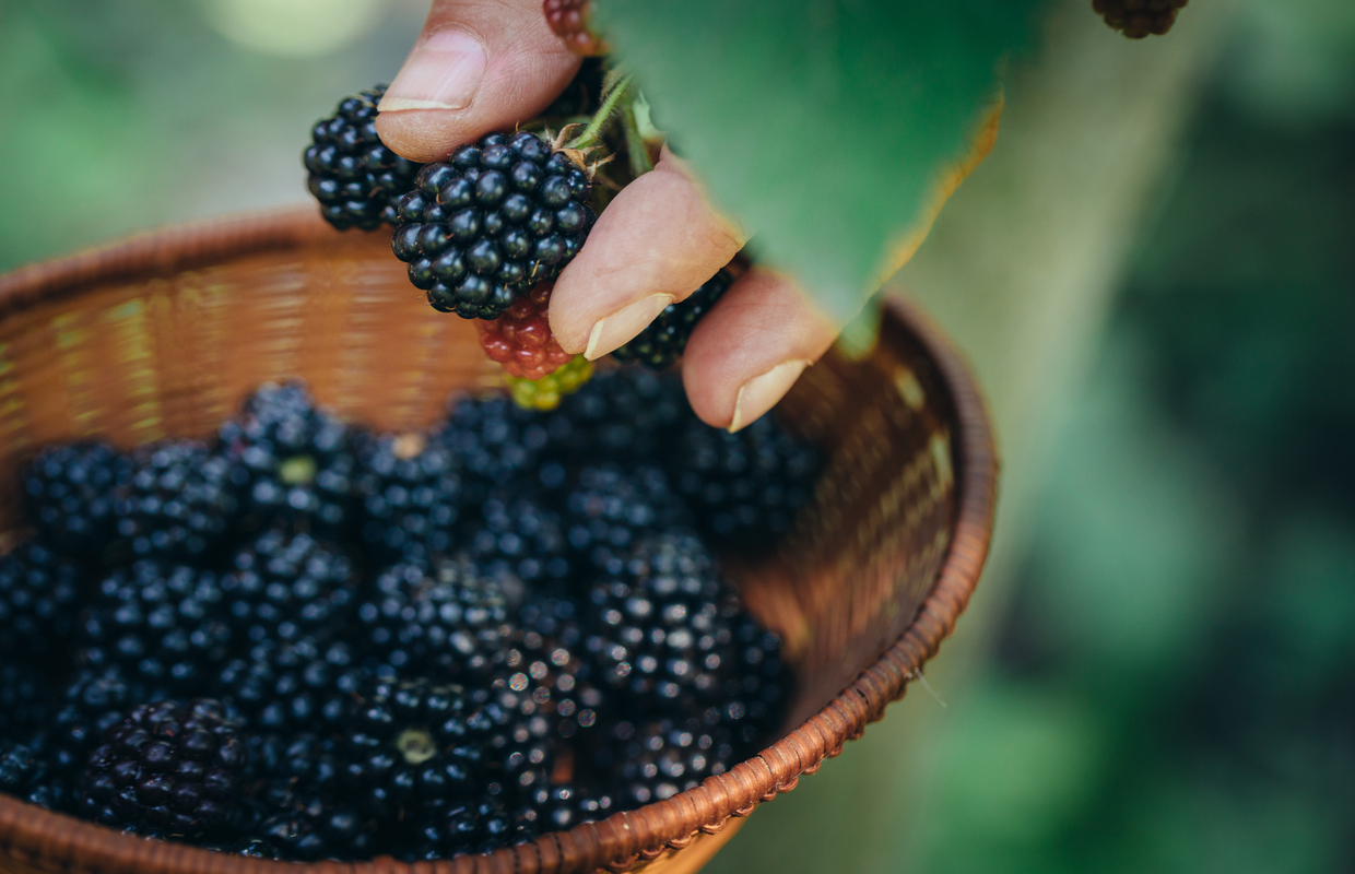 blackberry health benefits picking