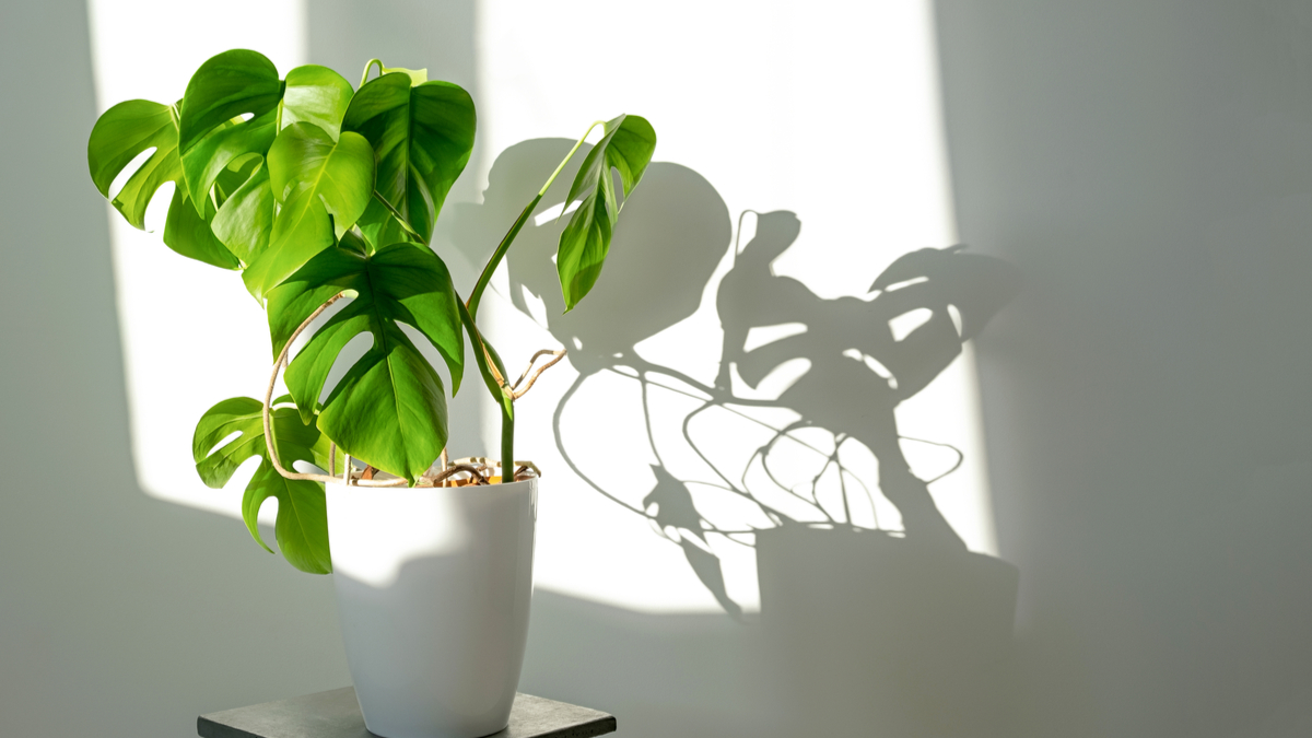 low maintenance houseplant monstera