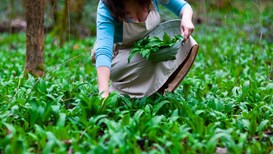 foraging