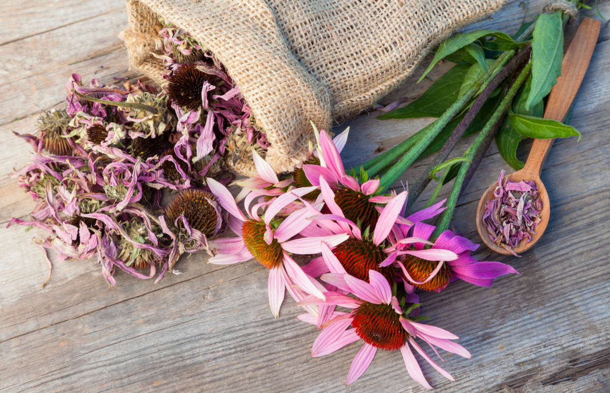 echinacea colds flu immune system