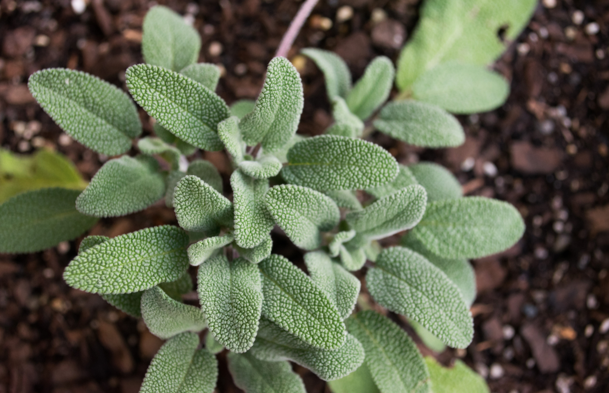 sage benefits menopause